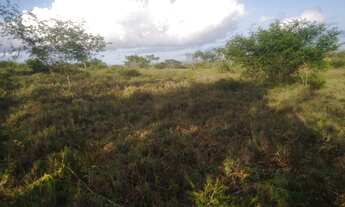 Imagem 5: Terreno com 98 Tarefas