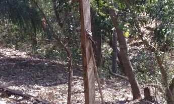 Imagem 7: CHÁCARA COXIPÓ DO OURO