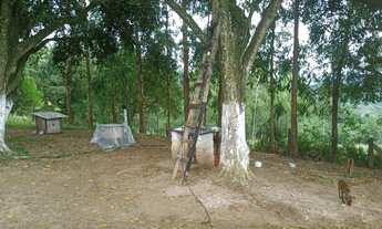 Imagem 2: CHÁCARA / ÁREA 5 HECTARES À VENDA EM TAQUARA - RS