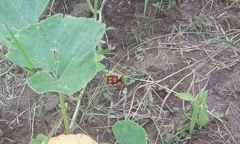 Imagem 6: Chácara - Bom Retiro - 2 Dormitórios - 13.000m² - excelente localização com churrasqueira