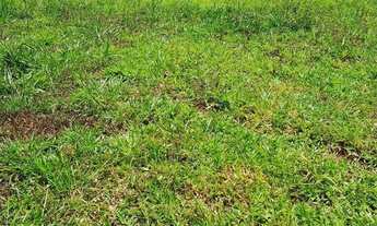 Imagem 2: Fazenda à Venda em Itarumã-GO 103 Alqueires Terra Plana