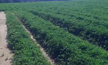 Imagem: Sitio em batatais 18 alqueires 6.000.000.00