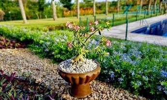 Imagem 6: Lote poente no Terras 1 próx a praça