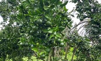 Imagem 2: Chacara Terreno / lote com venda por R$165.000