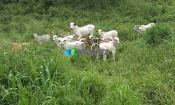 Imagem 7: SALINAS - Fazenda - Zona Rural