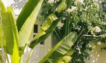 Imagem 4: CASA ALUGUEL COM ÁGUA INCLUSO. DISPONÍVEL PARA JANEIRO