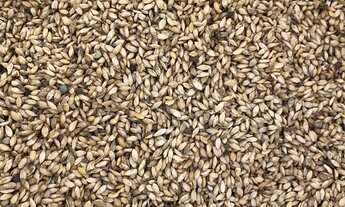 Imagem 5: SEMENTES PARA PASTAGENS faça seu orçamento