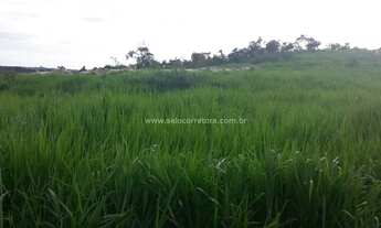 Imagem 6: Excelente Fazenda no Muni. de Nova Brasilandia -MT