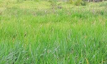 Imagem 6: Fazenda em coaracir