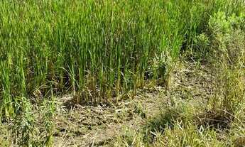 Imagem 4: A43 - Compre terreno e valorize seu dinheiro apenas 15 minutos do centro de Guararema