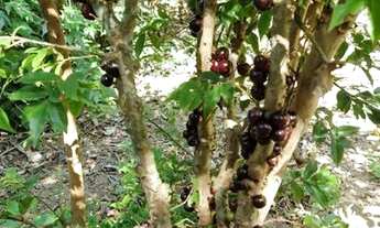 Imagem 5: Chácara em Pedra Bela c/ Casa Pomar benfeitorias e mobiliada