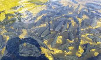 Imagem 5: Lagoa tambaquis abais sitio