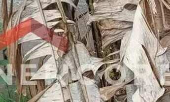 Imagem 6: Lote em Rua Maçaranduba - Alves Dias - São Bernardo do Campo/SP