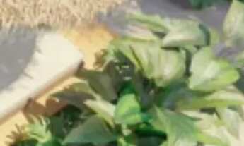 Imagem 7: Imóvel para venda possui 26 metros quadrados com 1 quarto em Muro Alto - Ipojuca - PE