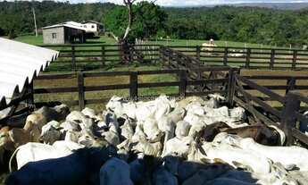 Imagem: Excelente Fazenda no Muni. De Nova Brasilandia