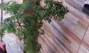 Imagem 2: Venda de casa Casa com 2 dormitórios