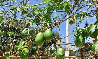 Imagem 7: Chácara com casa e piscina vendo