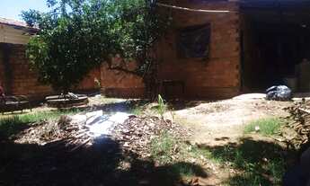 Imagem: Lote madre germana