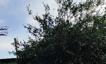 Imagem 3: CASA NA VILA ELZA 65mil