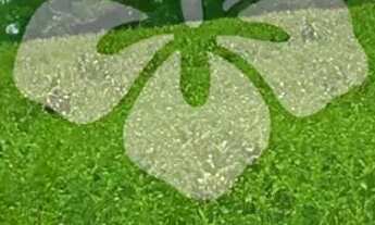 Imagem: Lotes para venda tem 1000 metros quadrados