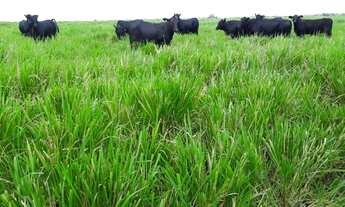 Imagem: Fazenda 850 alqueires dupla aptidão no