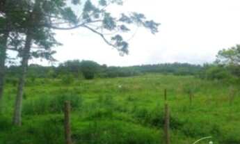 Imagem 6: Terreno em Aberta Dos Morros