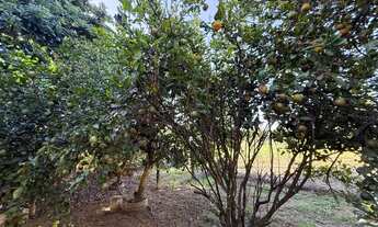 Imagem 5: Chácara - Setor Bela Vista