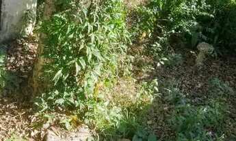 Imagem 2: Vendo Casa com terreno em Maria Helena Duque de caxias