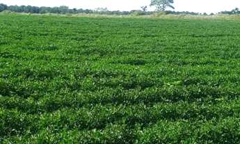 Imagem 6: Sitio em batatais 18 alqueires 6.000.000.00 ( v