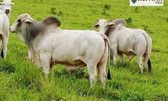 Imagem 7: Fazenda Fazenda / sítio com venda por R$15.000.000