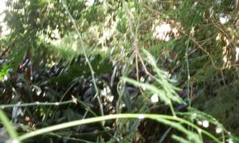 Imagem 6: Terreno em Belém Novo