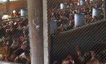 Imagem 6: Sítio com 4 dormitórios à venda, 6200 m² por R$ 1.250.000,00 - Granja Mafra - Teresópolis