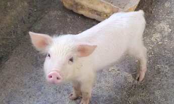 Imagem 4: Vendo fazenda Fazenda / sítio com venda por R$450.000