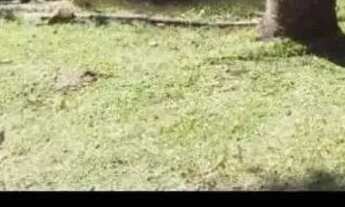 Imagem 4: Terreno chácara 26.000 M2 Colombo