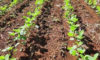 Imagem: Fazenda a venda em Barro Alto / Goiás!!!