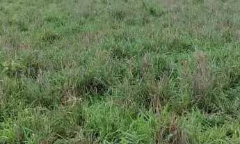 Imagem 5: Fazenda a venda em Britânia - Goiás