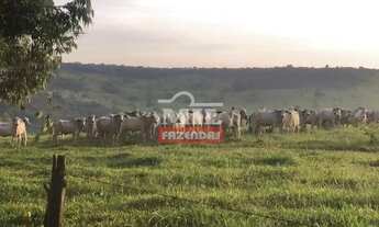 Imagem 6: Fazenda 142 alqueires (687 hectares) Cocalzinho de Goiás - GO