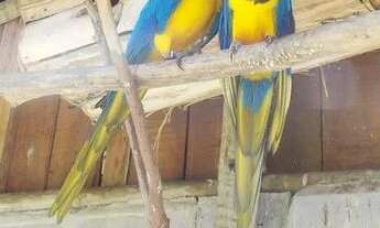 Imagem 7: Sítio em Frade - Macaé