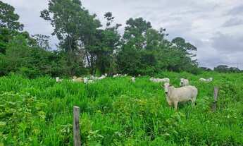 Imagem 2: Ótima fazenda de 302 hectares, dupla aptidão, terras de cultura margeada por ribeirão - Ri