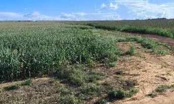 Imagem: Fazenda Arrendamento 1.400hec plantando