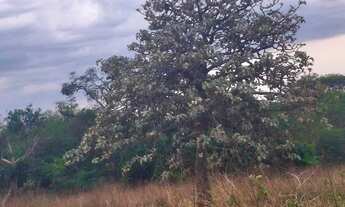 Imagem 5: 2 alqueires de terra