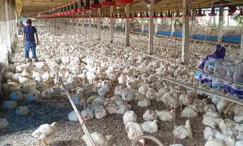 Imagem 4: Sítio Rentável e Produtivo: Avicultura e Piscicultura