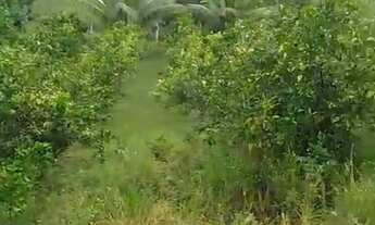 Imagem 4: Sítio em Altamira conde