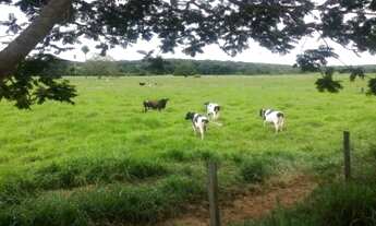 Imagem 6: Linda fazenda de 33,4 ha,Jequitibá(Temos varias opções)