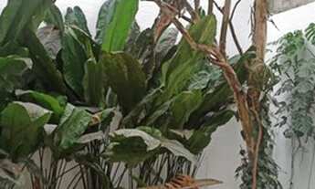 Imagem 6: Excelente Casa (sobrado) de vila, na Rua Oscar Freire!