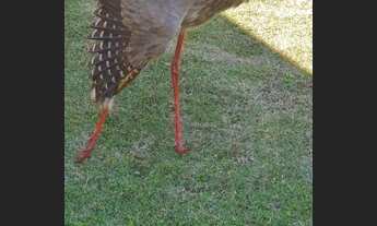 Imagem 5: Itatiba - Casa de Condomínio - Parque da Fazenda