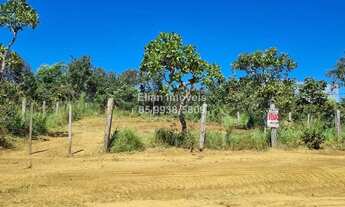 Imagem: Excelente terreno com pés de pequis produzindo