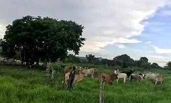 Imagem 7: FAZENDA 103 ALQ EM COLINAS DO SUL - GO