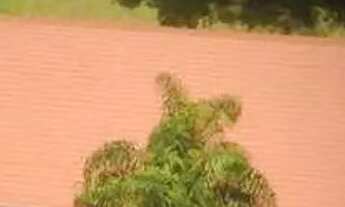 Imagem 4: Terreno residencial à venda, Condomínio Jardim Botânico, Rua Estanislau Chervinski, Catara