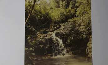 Imagem: VENDE-SE BOSQUE PARA APAIXONADOS PELA NATUREZA